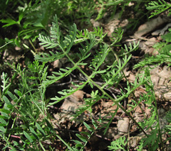 Artemisia tanacetifolia