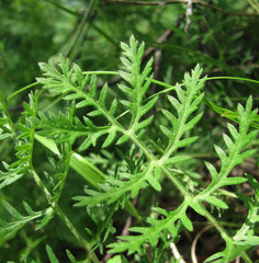 Artemisia tanacetifolia