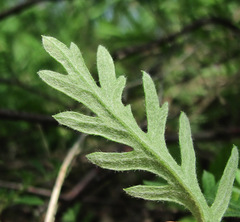 Artemisia tanacetifolia