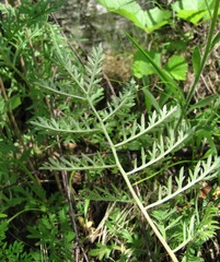 Artemisia tanacetifolia