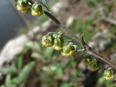 Artemisia tanacetifolia