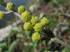 Artemisia tanacetifolia