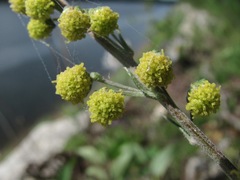 Artemisia tanacetifolia