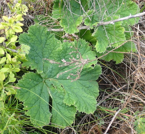 Vineleaf Storksbill (Pelargonium lobatum)