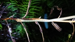 Dendrelaphis pictus