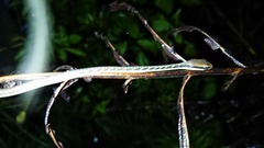Dendrelaphis pictus