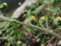 Artemisia tanacetifolia