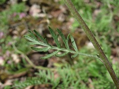Artemisia tanacetifolia