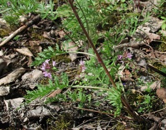 Artemisia tanacetifolia