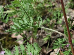Artemisia tanacetifolia