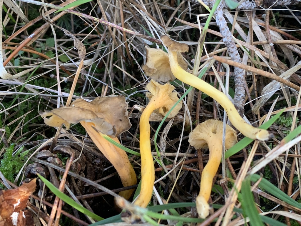 Craterellus lutescens · January 2026 · photo: © manuela9012 (iNaturalist, cc-by)