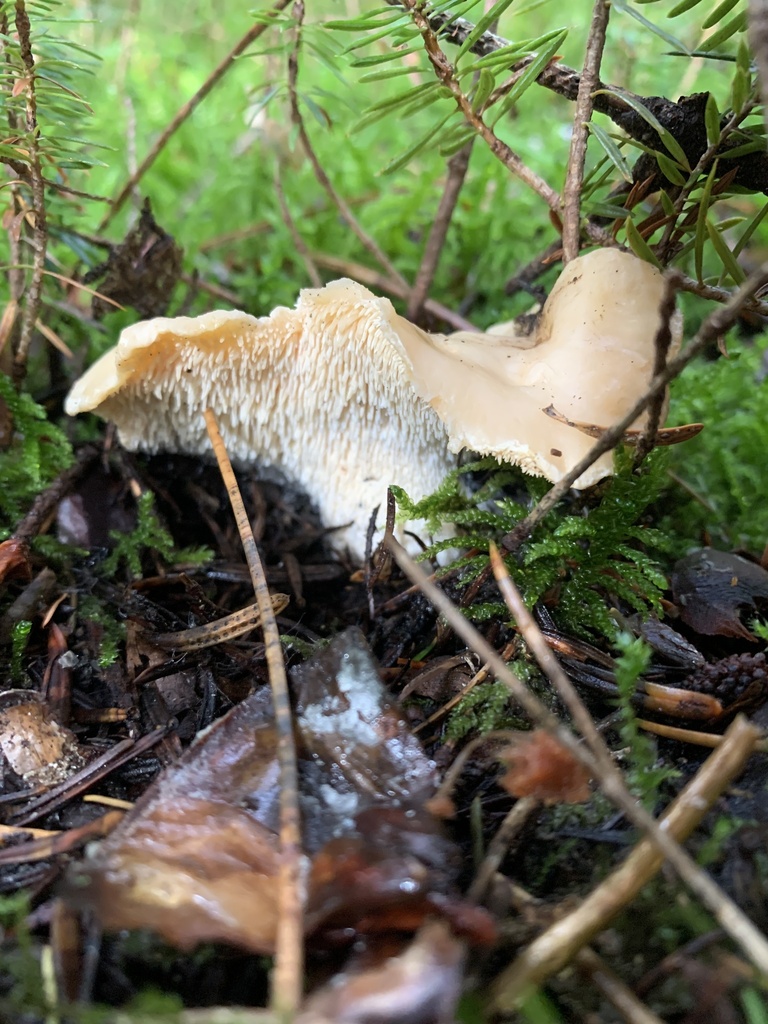 Hydnum repandum · January 2026 · photo: © manuela9012 (iNaturalist, cc-by)