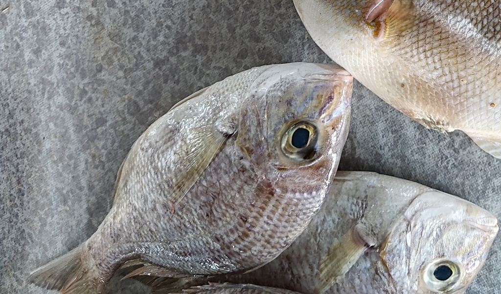 Yellowsnout Large-Eye Bream