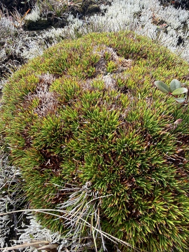 Oreobolus furcatus, 2026-01-23