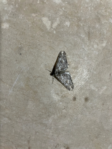 Spring Usher Moth