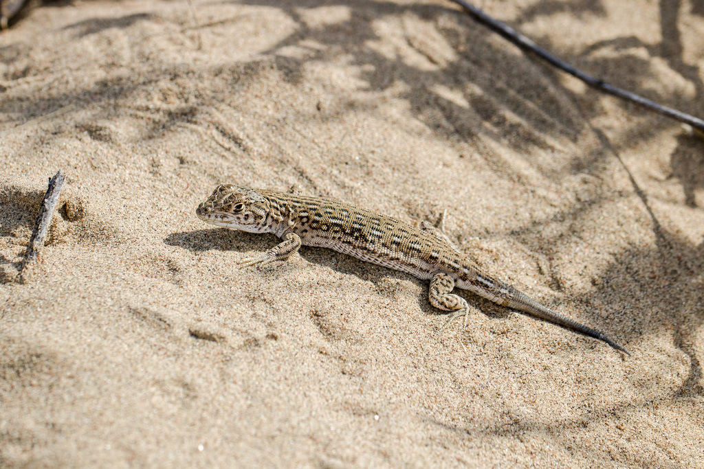 Aralo-Caspian Racerunner