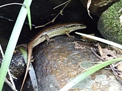 Sphenomorphus incognitus