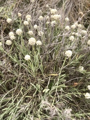 Calocephalus lacteus