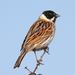 Reed Bunting - Photo (c) Mark Kilner, some rights reserved (CC BY-NC-SA)