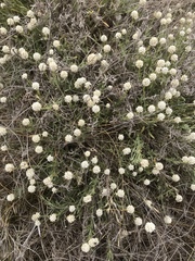 Calocephalus lacteus