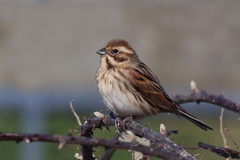 Reed Bunting photo 4