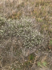 Calocephalus lacteus