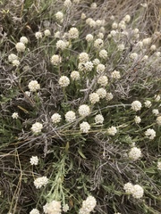 Calocephalus lacteus