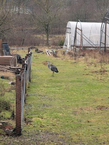 iNaturalist: (c) gardenhermit, some rights reserved (CC BY-NC) iNaturalist image