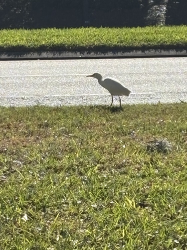 iNaturalist: (c) Dennis wyche, some rights reserved (CC BY-NC), uploaded by Dennis wyche iNaturalist image