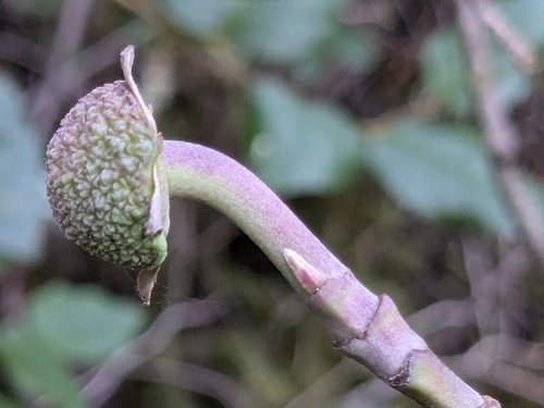 Pacific Dogwood winter