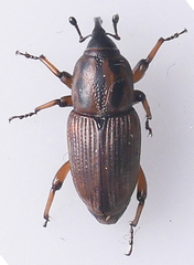 Sphenophorus brunnipennis