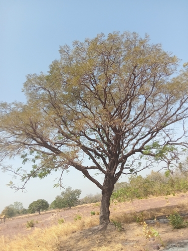 Foto de néré