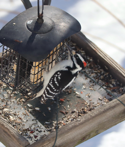 Hairy Woodpecker