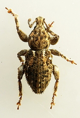 Mandalotus