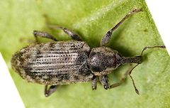 Steriphus