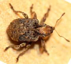 Hyperinae
