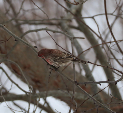 House Finch