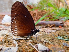 Euploea algea