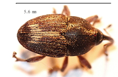 Linogeraeus urbanus