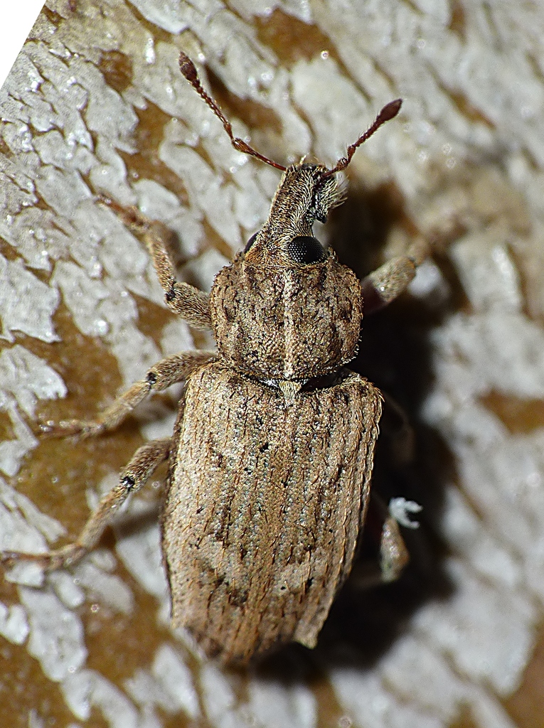 Subterranean Clover Weevil