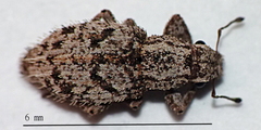 Floresianus sordidus