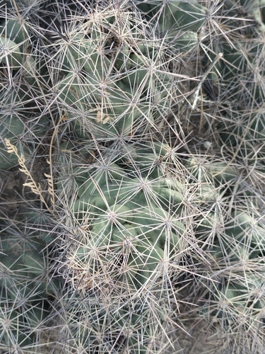 Nipple Beehive Cactus (Coryphantha macromeris)