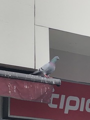 Columba livia domestica