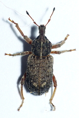 Listroderes difficilis