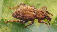 Mandalotus