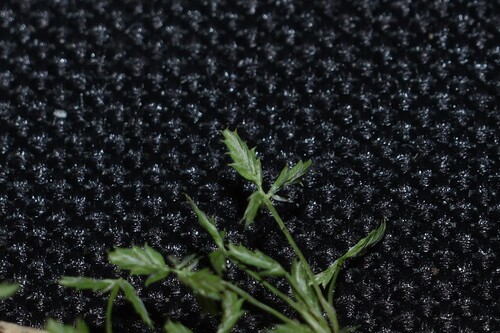 Cyperus flaccidus iNat (3)