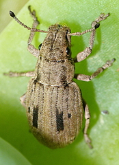 Eurymetopus birabeni