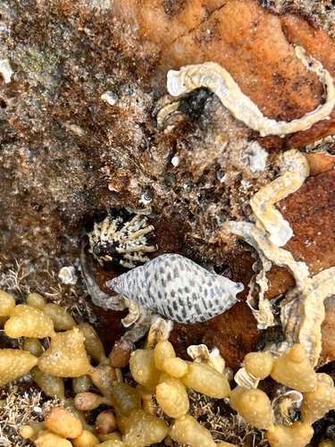 Cominella lineolata