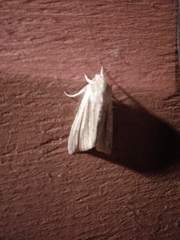 Ichneutica semivittata