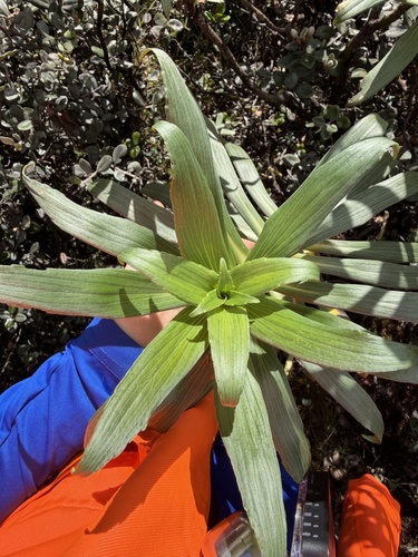 Dubautia paleata observed 2026-01-27